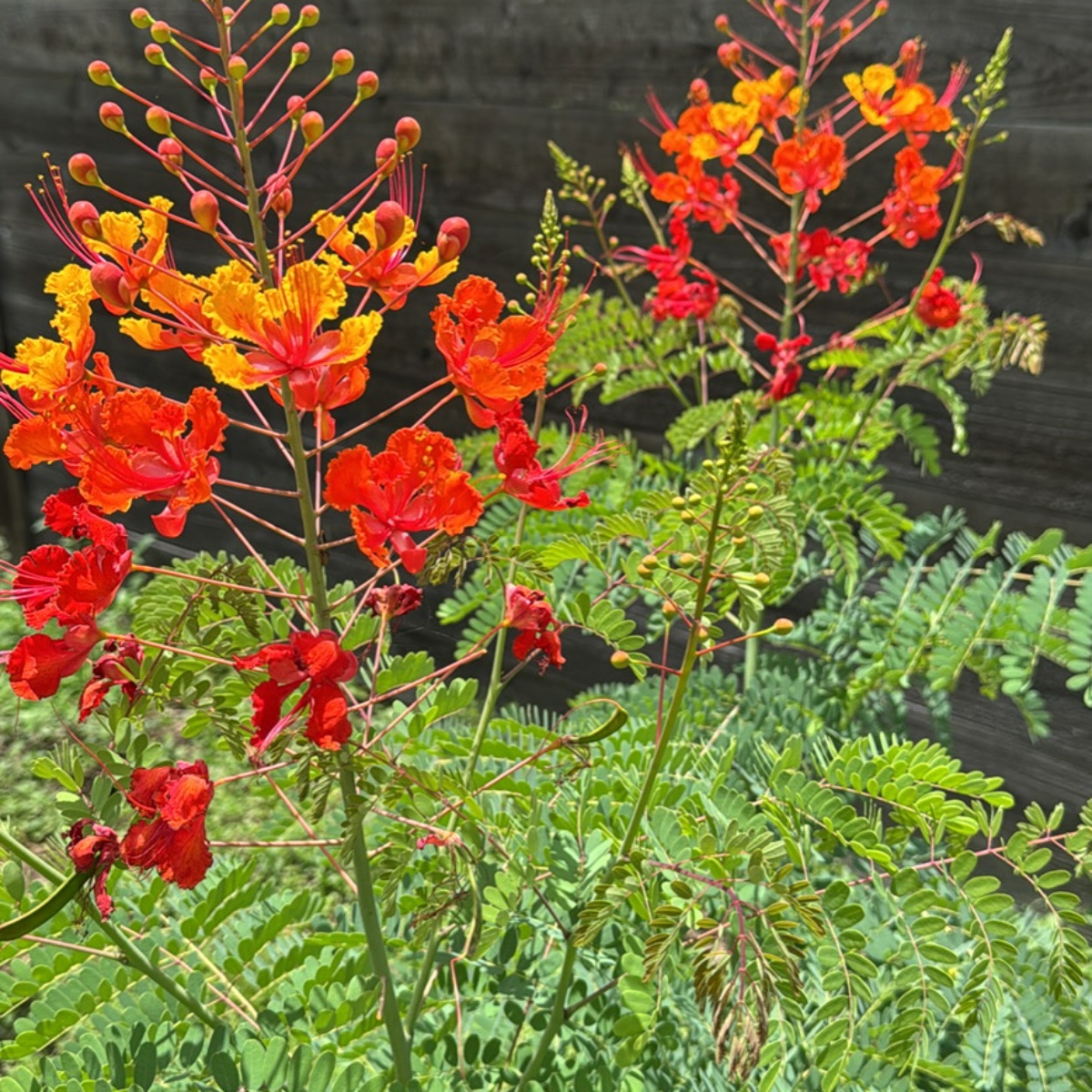 Pride of Barbados
