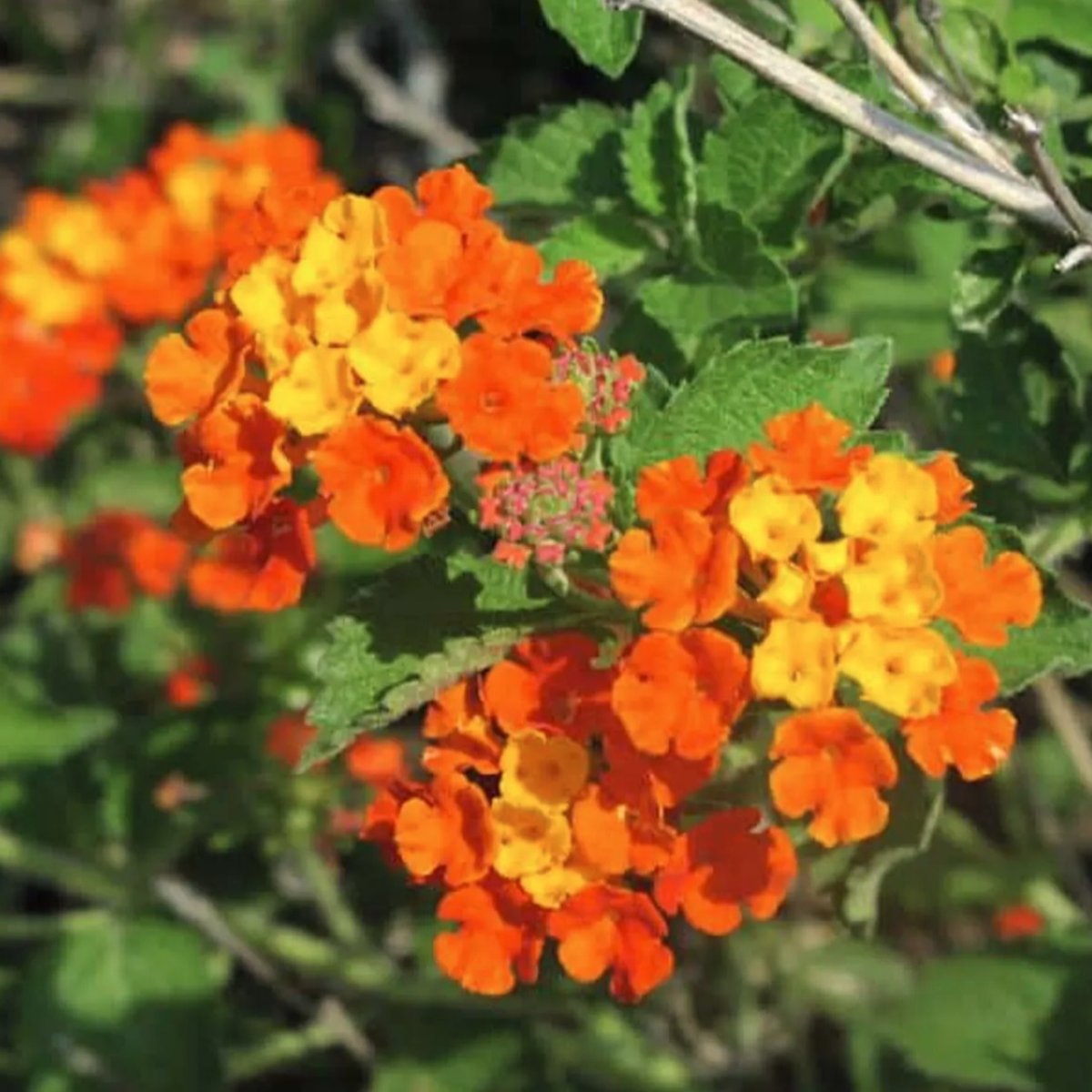 Texas Lantana (1 gal)