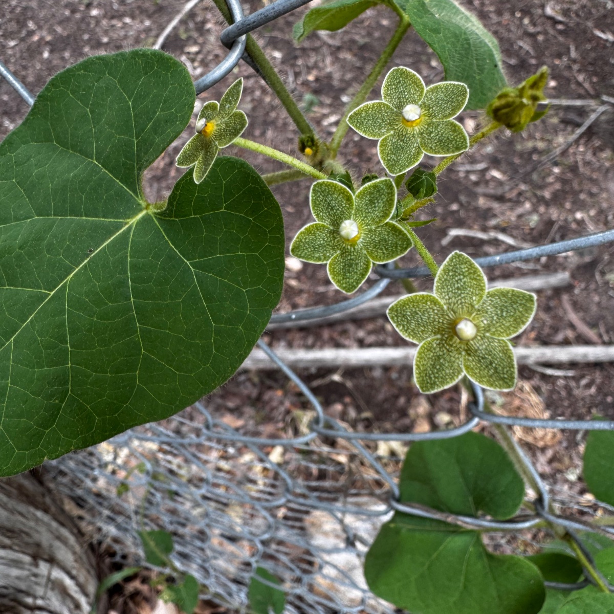 Pearl Milkweed Vine (1-gal)