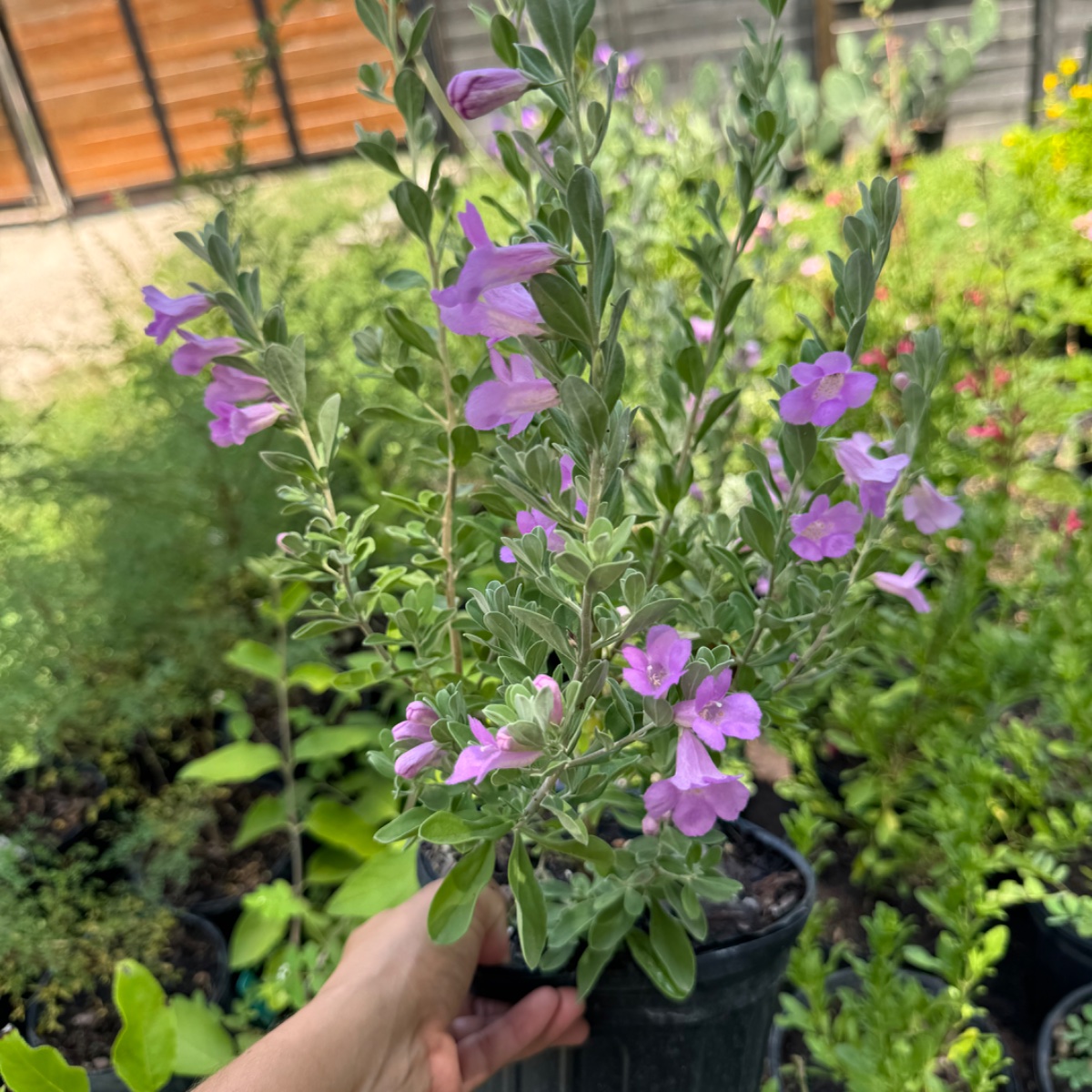 Texas Sage (1-gal)